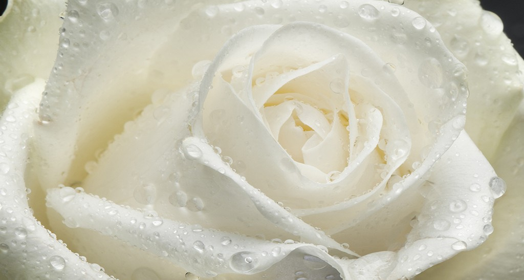 Фотообои Роза белая большая